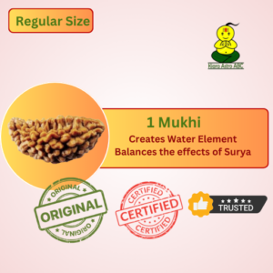 1 Mukhi Rudraksha: South India with Silver Capping