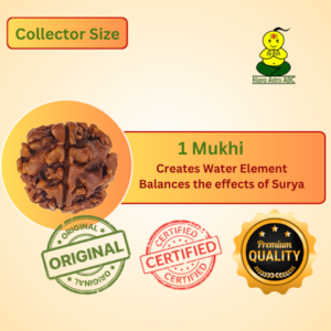 1 Mukhi Rudraksha-Big Size Origin: Nepal