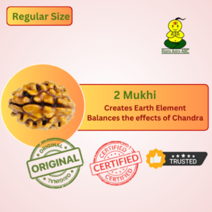 2 Mukhi Nepal Rudraksha (Medium Size)