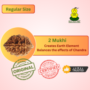 2 Mukhi Natural Rudraksha (India)