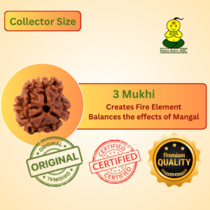 3 Mukhi Nepal Rudraksha Premium Quality