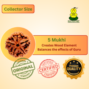 5 Mukhi Nepal Rudraksha Premium Quality