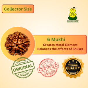 6 Mukhi Nepal Rudraksha Premium Quality