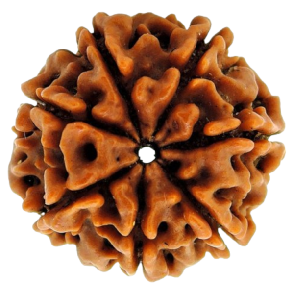 7 Mukhi Nepal Rudraksha (Regular Size) - Image 3