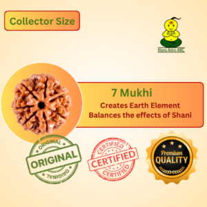 7 Mukhi Nepal Rudraksha Premium Quality