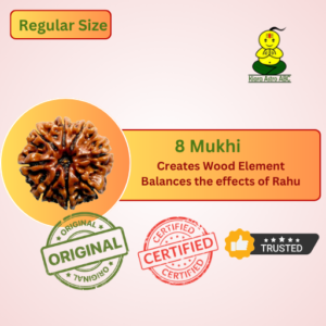 8 Mukhi Nepal Rudraksha (Regular Size)