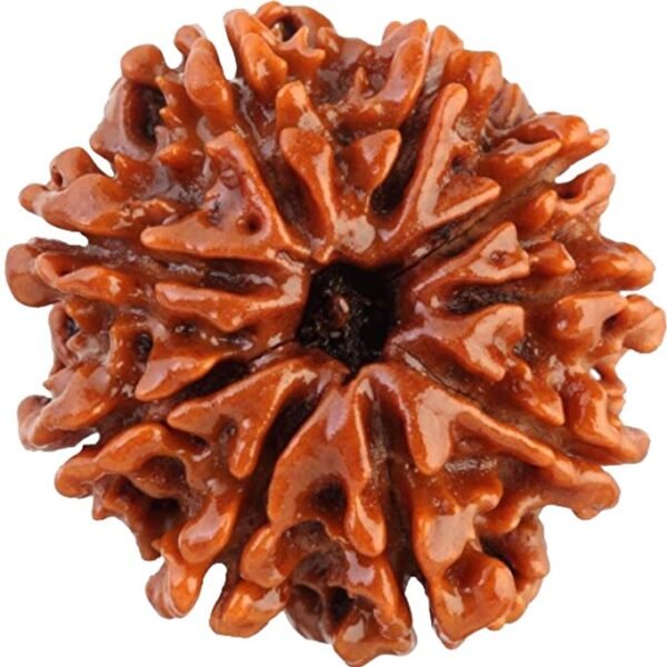 9 Mukhi Nepal Rudraksha Premium Quality - Image 3
