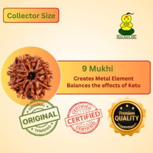 9 Mukhi Nepal Rudraksha Premium Quality