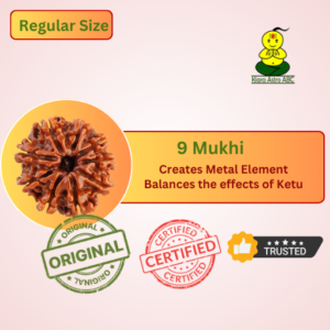 9 Mukhi Nepal Rudraksha (Regular Size)