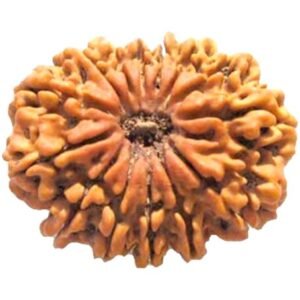 14 Mukhi Rudraksha Collector Size 28 mm Origin Nepal