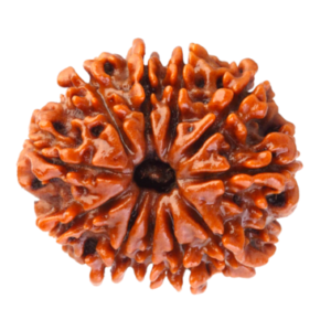 11 Mukhi Nepal Rudraksha Premium Quality